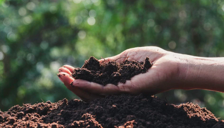 A Person Holding Soil